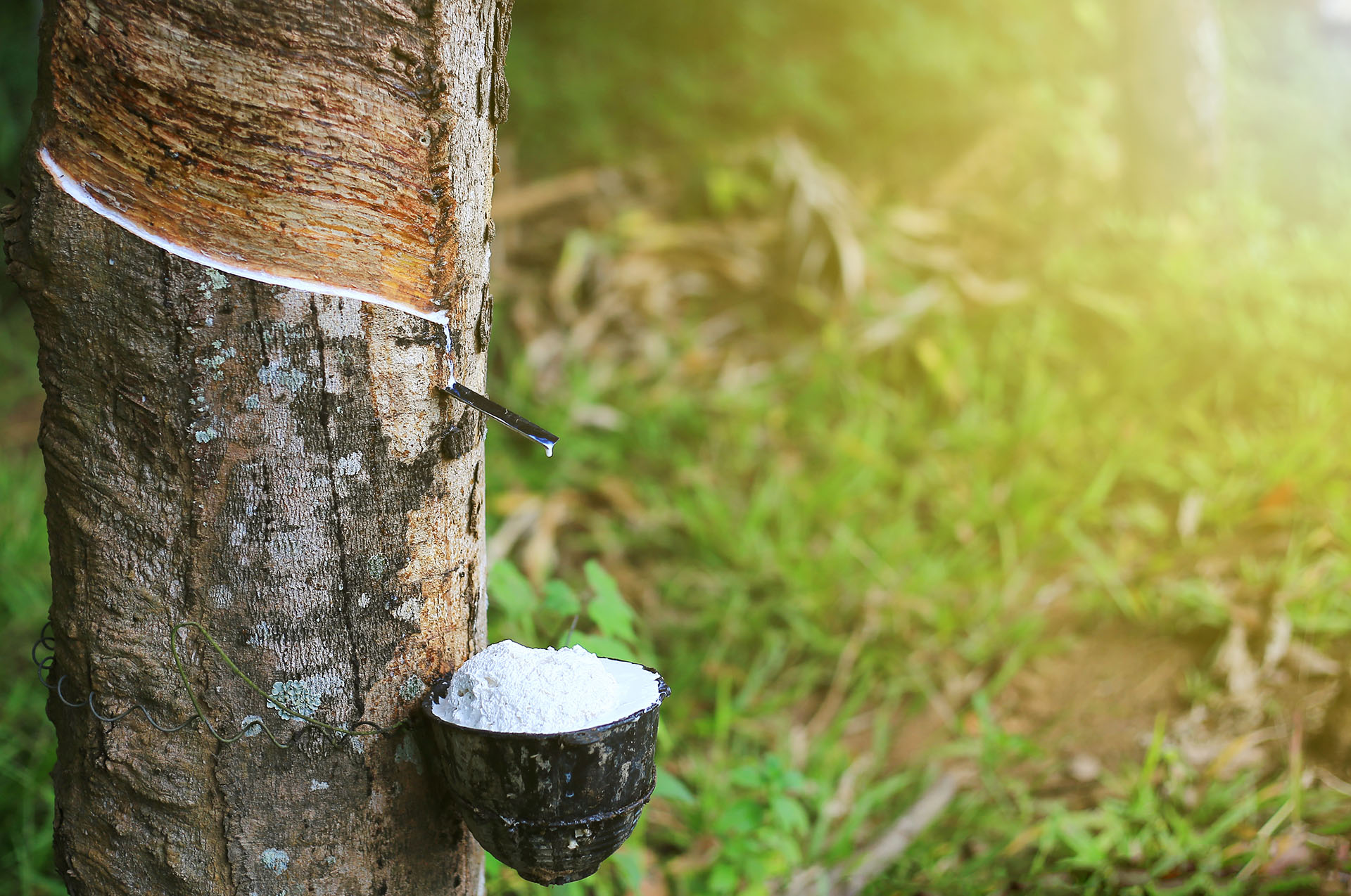 Largest rubber producing shop state in india