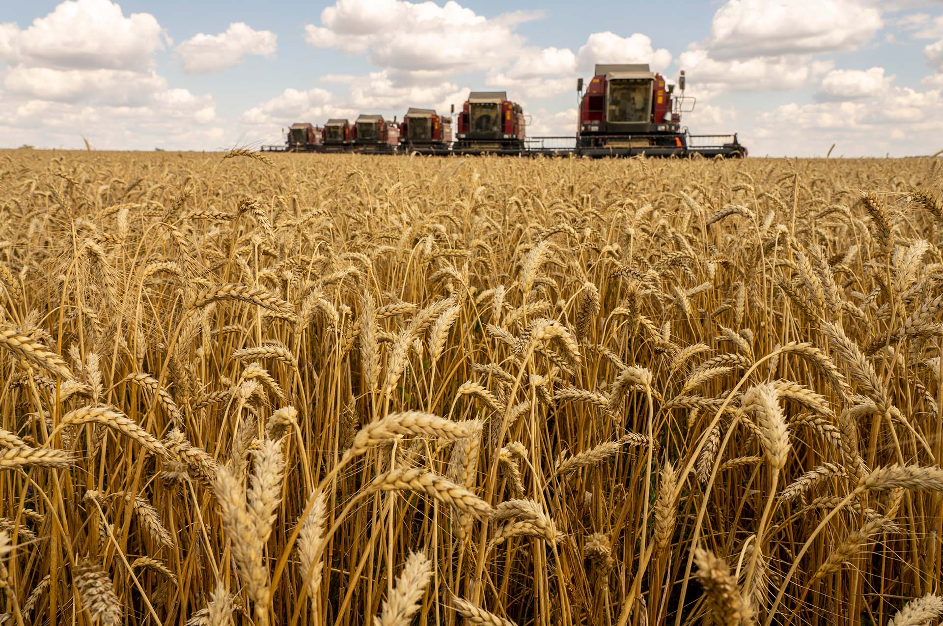 Tackling the Global Wheat Supply Shortage Amid the Ukraine War