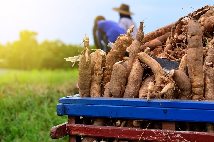 Unlocking the Brazilian Cassava Market’s True Potential