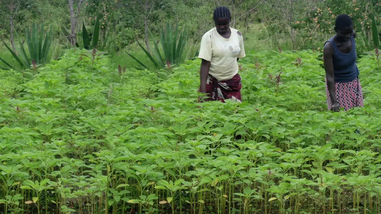 Butiama Hills, Tanzania